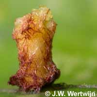 bovenkant beukenblad, Hartigiola annulipes
